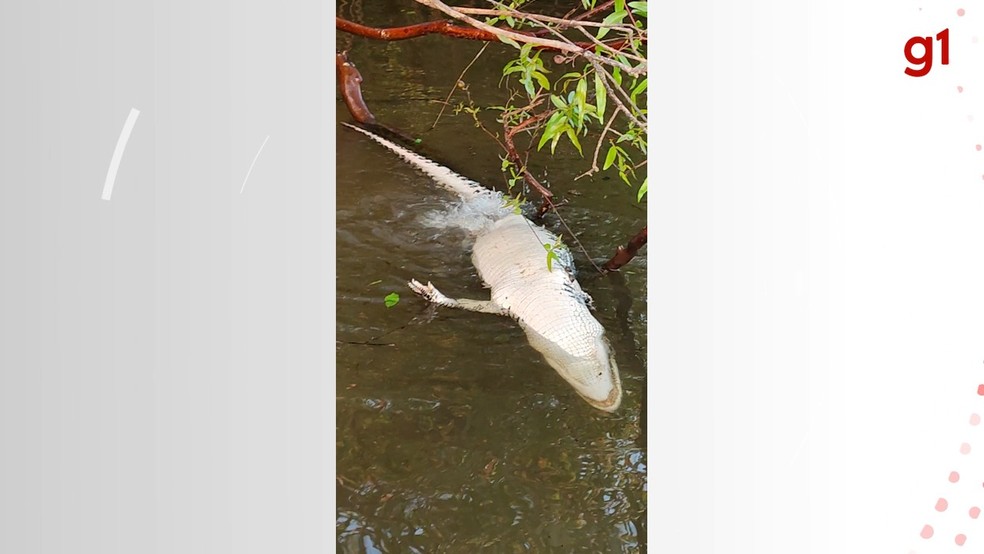 Pescadores flagram piranhas devorando jacaré em rio e vídeo